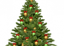 COLLECTE ARBRES DE NOEL